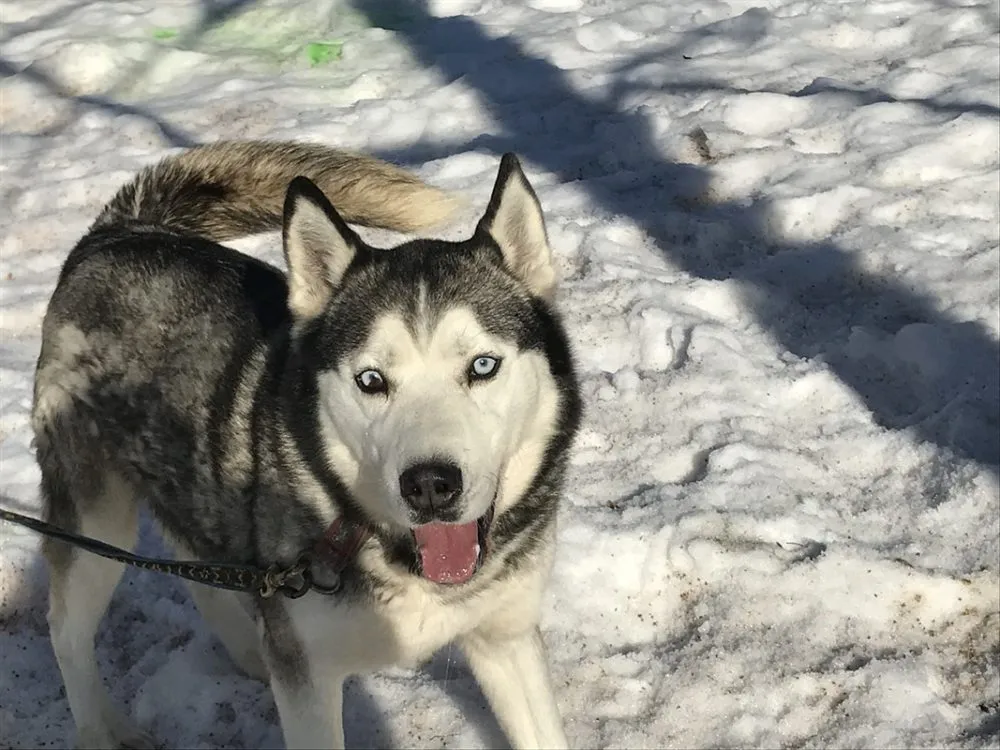 Sibiřský husky mezi dětmi v&nbsp;MŠ U&nbsp;Koupaliště v&nbsp;České Třebové