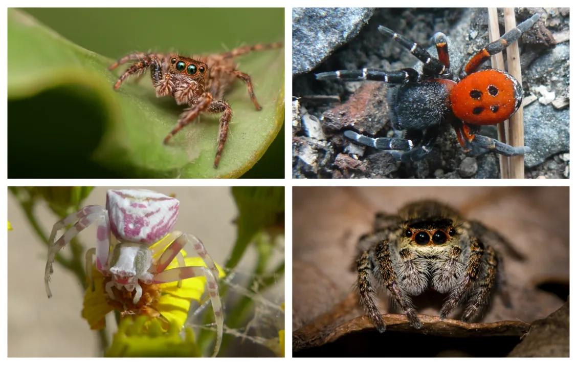 Přírodovědná přednáška v&nbsp;Natura parku – Fascinující osminožci aneb Ze života pavouků